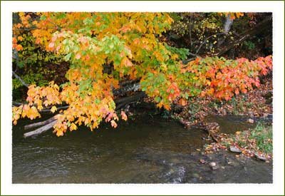 Fall Leaves at Watauga Lake near Boone North Carolina