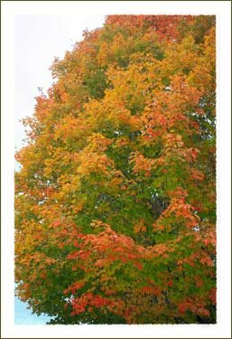 Fall Leaves in Boone North Carolina