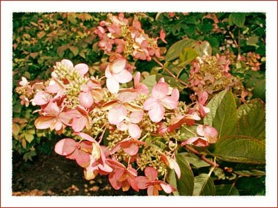 Flowers along the Kraut Creek in Downtown Boone North Carolina