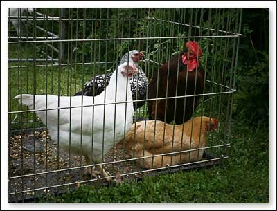 Chickens at 55th Annual Farm City Days at the Historic Blair Farm