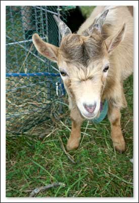 Goat at 55th Annual Farm City Days at the Historic Blair Farm