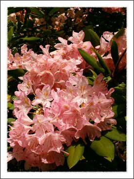 Daniel Boone Native Gardens in Boone North Carolina Mountains