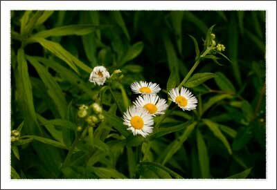 Daniel Boone Native Gardens in Boone North Carolina Mountains