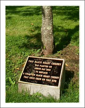 Daniel Boone Native Gardens in Boone North Carolina Mountains