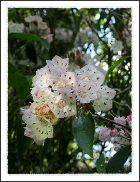 Daniel Boone Native Gardens in Boone North Carolina Mountains