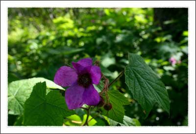 Daniel Boone Native Gardens in Boone North Carolina Mountains