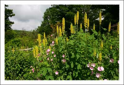 Daniel Boone Native Gardens in Boone North Carolina Mountains