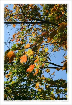 Fall 2009 on the ASU Campus in Boone NC