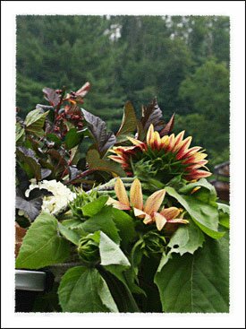 Watauga County Farmers Market in North Carolina