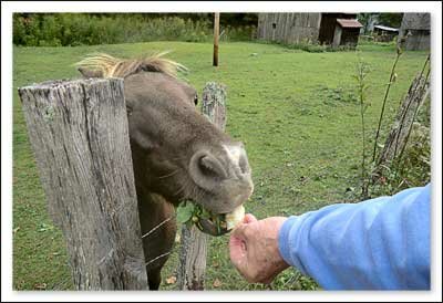 Cove Creek Farm Heritage Days in Sugar Grove North Carolina