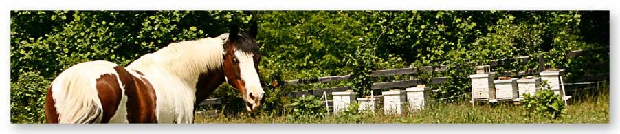 Springhouse Farm near Boone NC