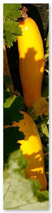 Squashes on the vine at Zydeco Moon Farm